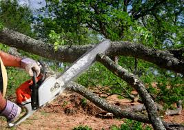 Shinnston, WV Tree Care Company