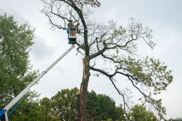 Best Stump Grinding and Removal  in Shinnston, WV